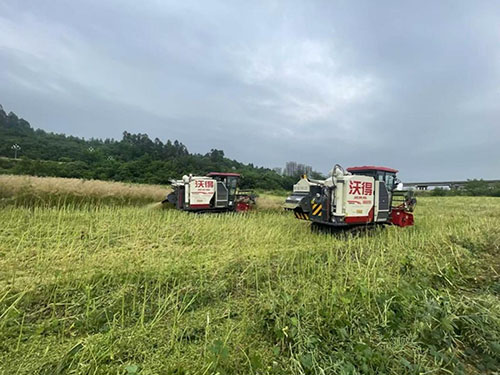 “花海”变“油田”，油菜开镰收割忙