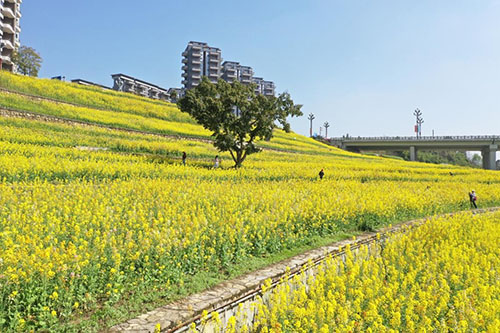 风遇麦田，花染春光｜乐山高新区邀您共赴一场春日之约