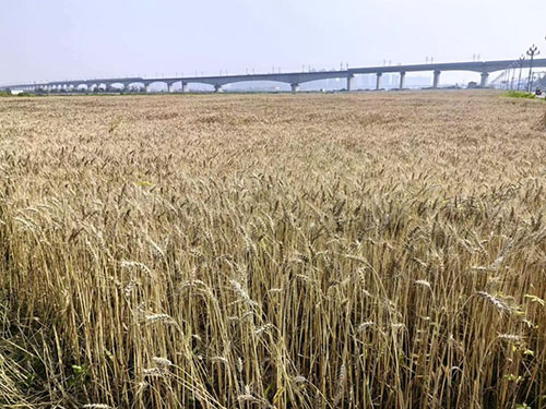 又见风吹麦浪！乐山高新区百亩小麦开镰收割正当时